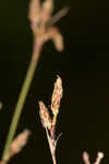 Densetuft hairsedge